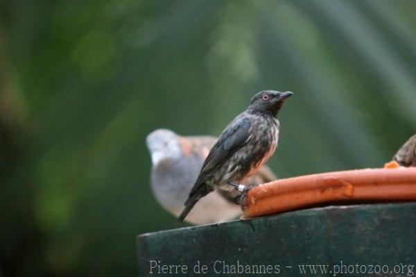 Short-tailed starling