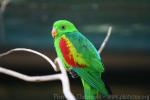 Olive-shouldered parrot