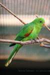 Olive-shouldered parrot