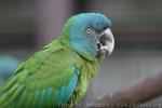 Blue-headed macaw