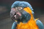 Blue-throated macaw