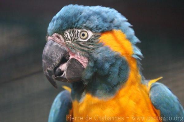 Blue-throated macaw