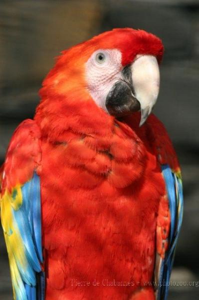 Scarlet macaw