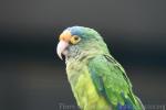 Orange-fronted parakeet