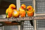 Sun parakeet