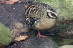 Brown-breasted hill-partridge *