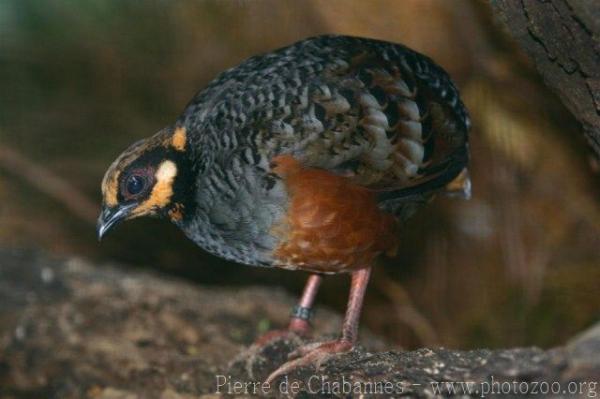 Chestnut-bellied hill-partridge