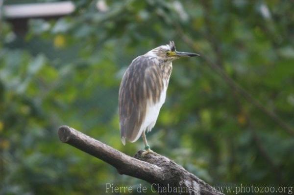 Madagascar pond heron