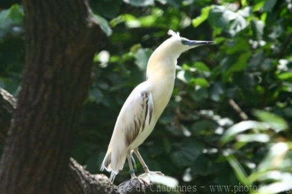 Madagascar pond heron