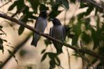 White-breasted woodswallow