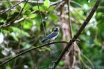 White-breasted woodswallow