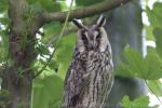 Northern long-eared owl