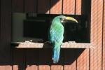 Black-throated toucanet *