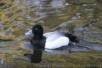 Lesser scaup