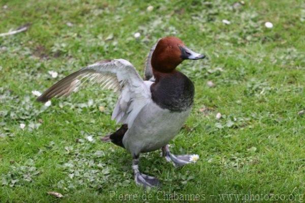 Common pochard