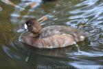 Greater scaup