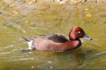 Ferrugineous duck