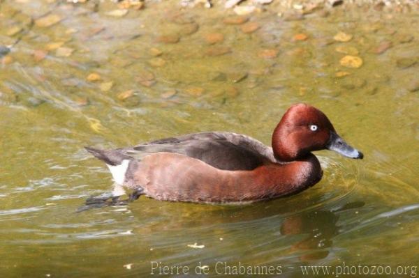 Ferrugineous duck