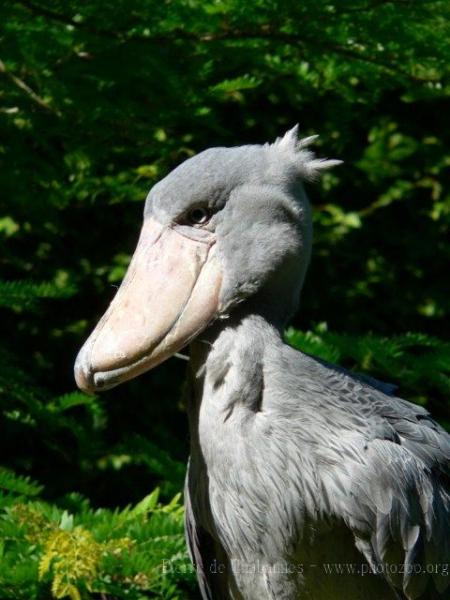 Shoebill