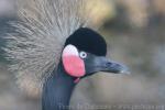 Black crowned-crane