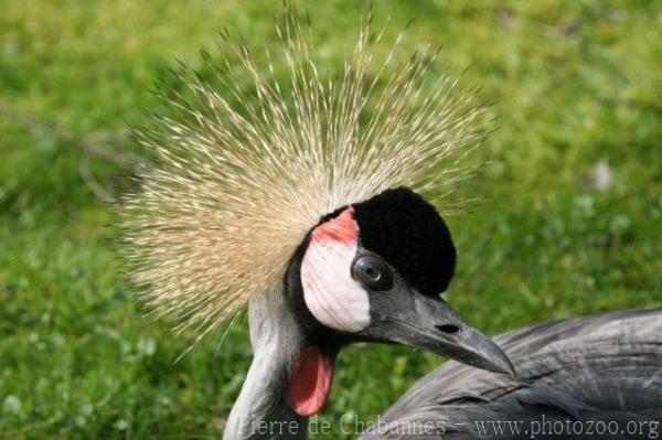 Grey crowned crane