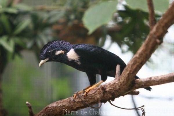 Sulawesi crested myna *