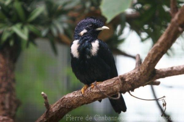 Sulawesi crested myna *