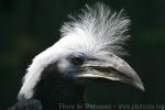 White-crowned hornbill *