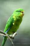 Mountain parakeet