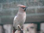 Bohemian waxwing