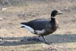 Alaskan black brant