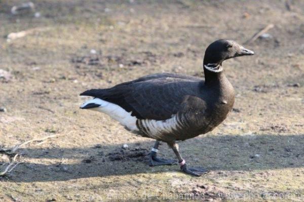 Alaskan black brant