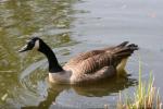 Atlantic Canada goose