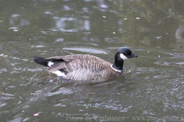 Aleutian cackling goose