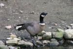 Aleutian cackling goose