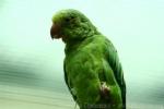 Cobalt-winged parakeet