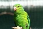 Plain parakeet