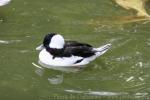 Bufflehead