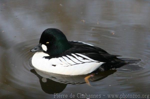 Common goldeneye