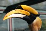 Great hornbill