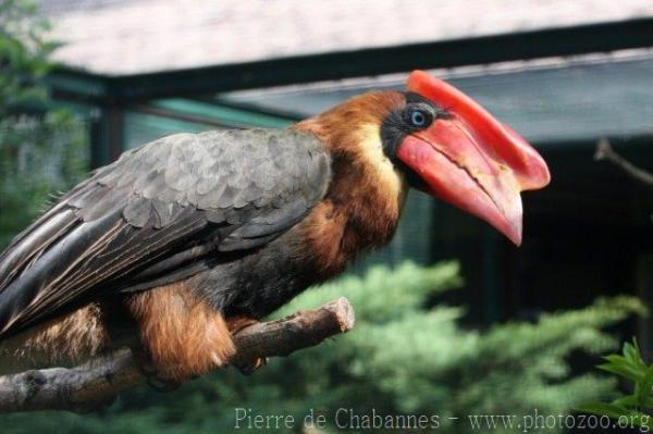 Northern rufous hornbill