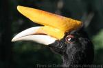 Javan rhinoceros hornbill