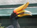 Javan rhinoceros hornbill