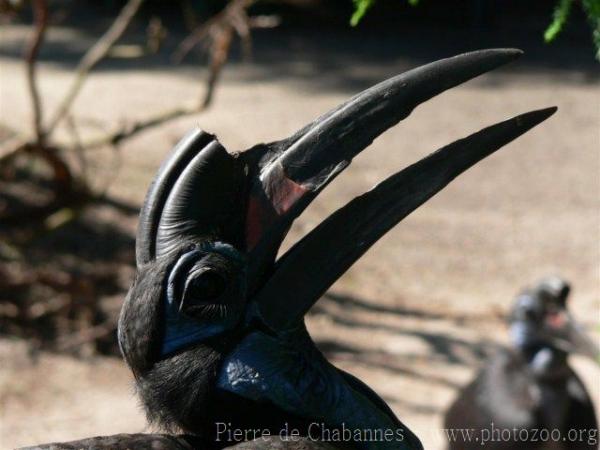 Abyssinian ground-hornbill