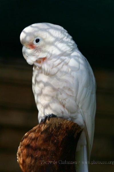 Tanimbar Cockatoo *