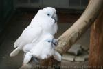 Blue-eyed cockatoo