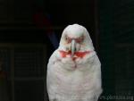 Long-billed corella