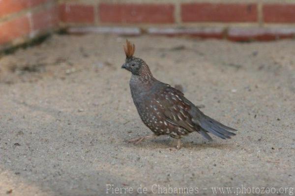 Elegant quail *