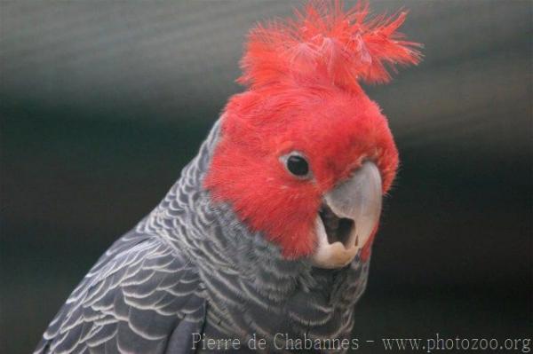 Gang-gang cockatoo