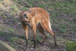 Maned wolf